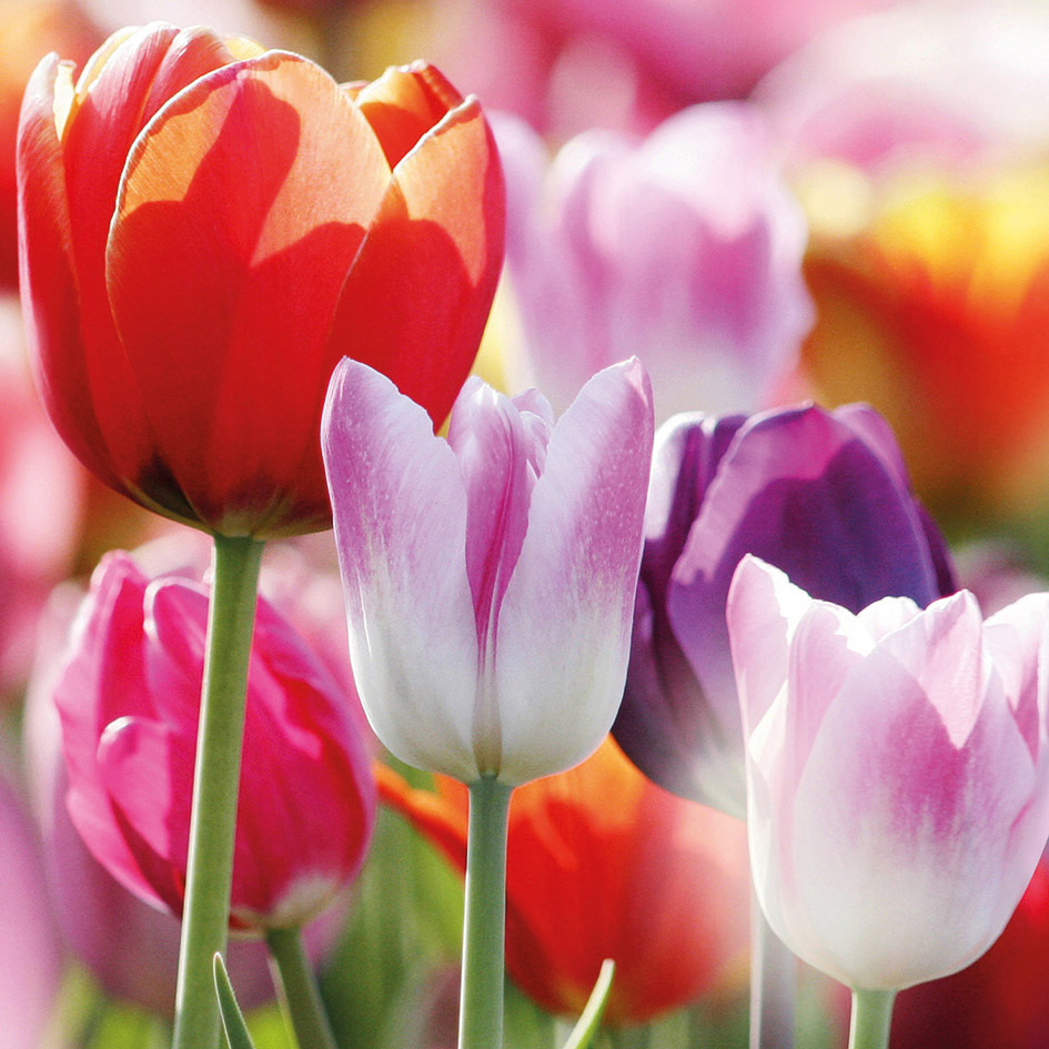 Spring Tulips The Leprosy Mission Easter Cards (pack of 4) | Spring ...