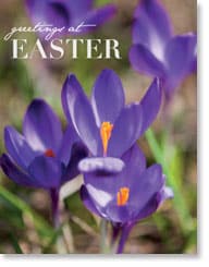 Purple Crocii Easter Card
