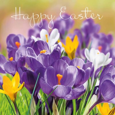 Easter Crocus