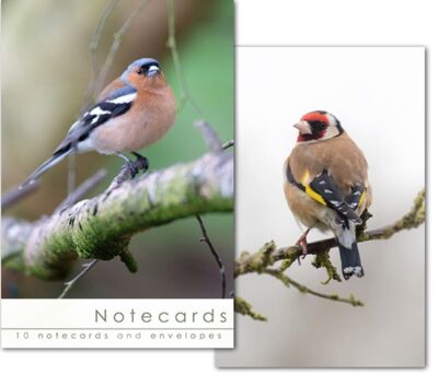 W149T Notecard Wallet - Finches  (10 cards)
