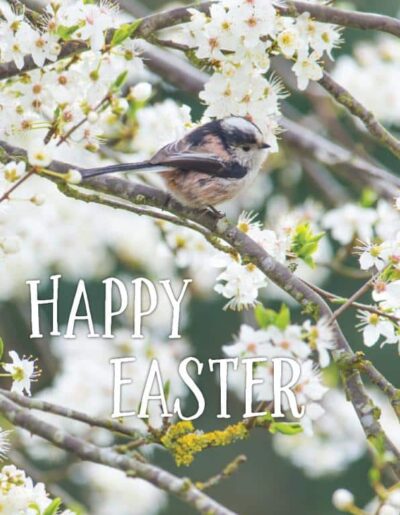 Long tail tit in blossom