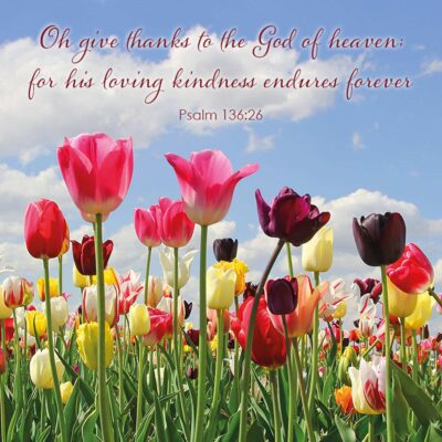 Spring Tulips